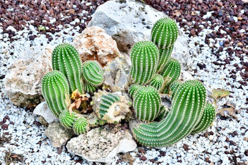 Green Cactus in Close Up Shot