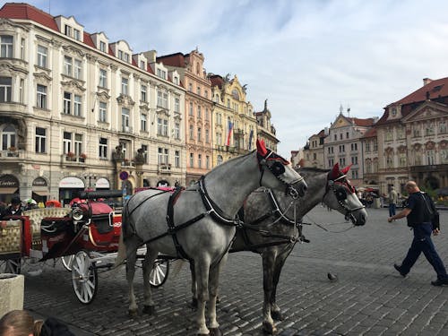 White Horses on the Street