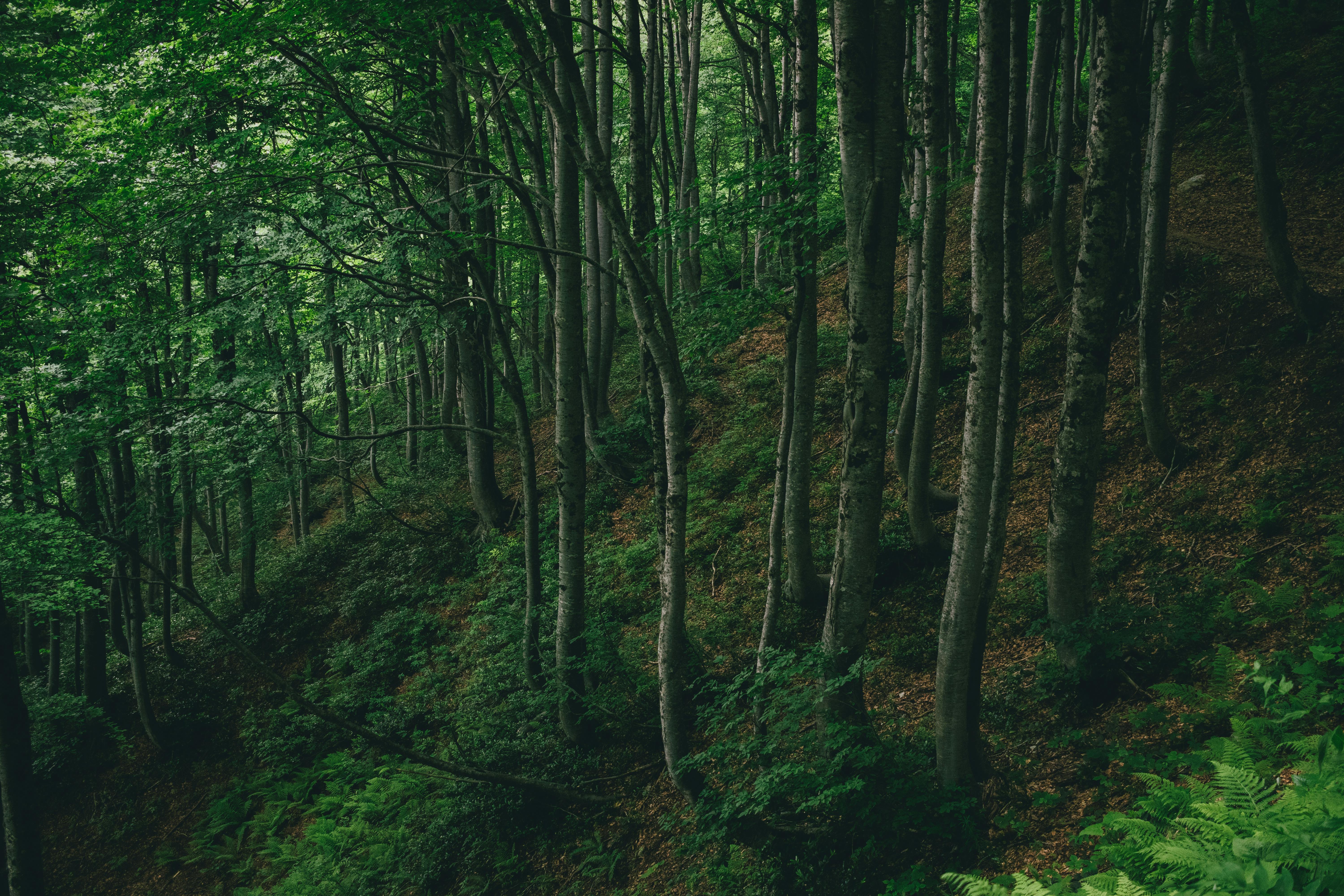 Lush green forest with tall trees and dense foliage, exuding tranquility and natural beauty.
