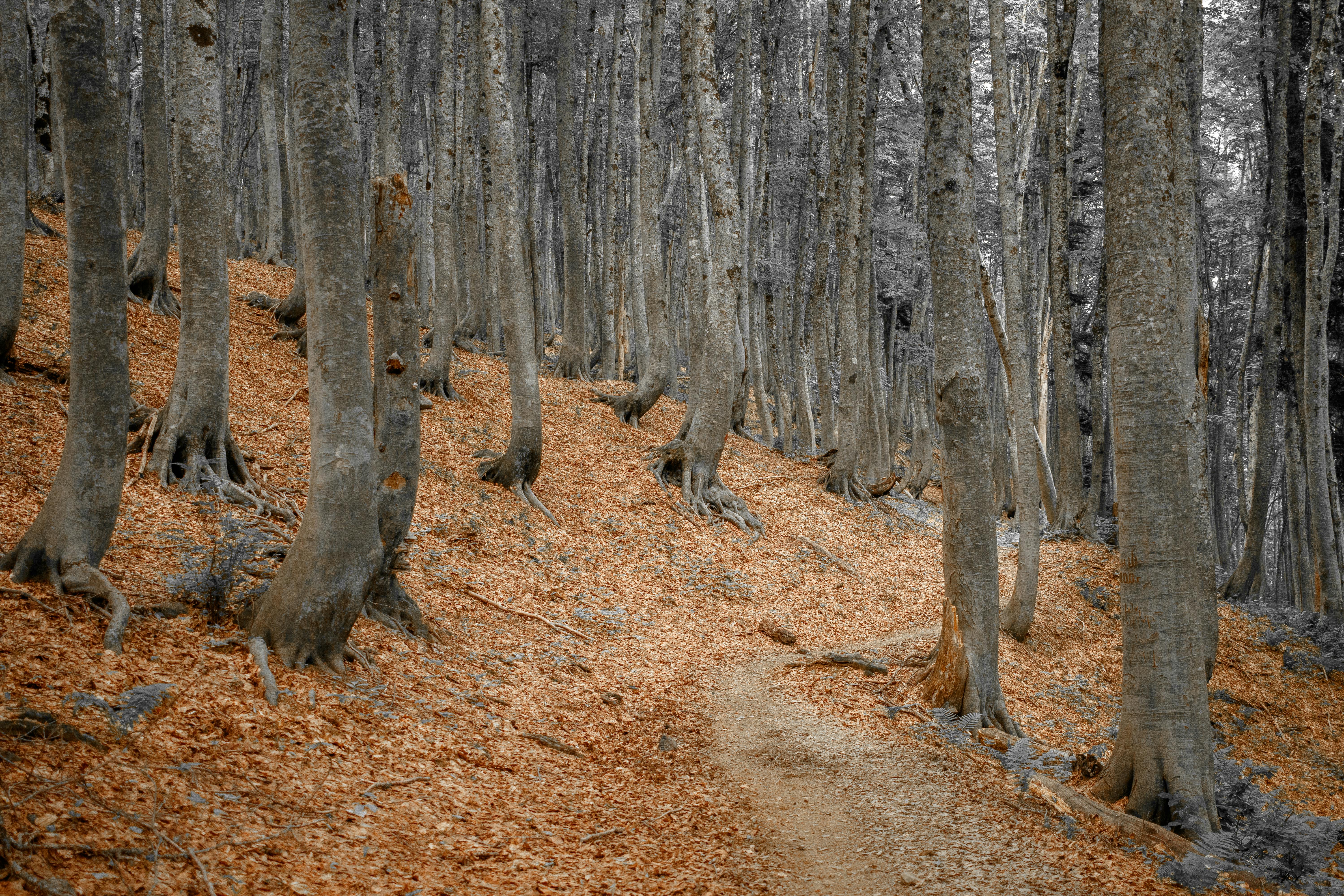 Mountain trail through autumn forest