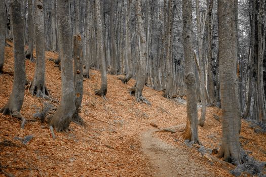 A tranquil forest path surrounded by tall trees and autumn leaves, perfect for nature enthusiasts.