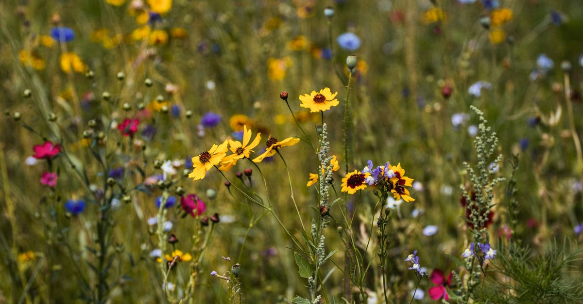 Western Australia's Wildflower Season Draws Record Crowds to Kings Park