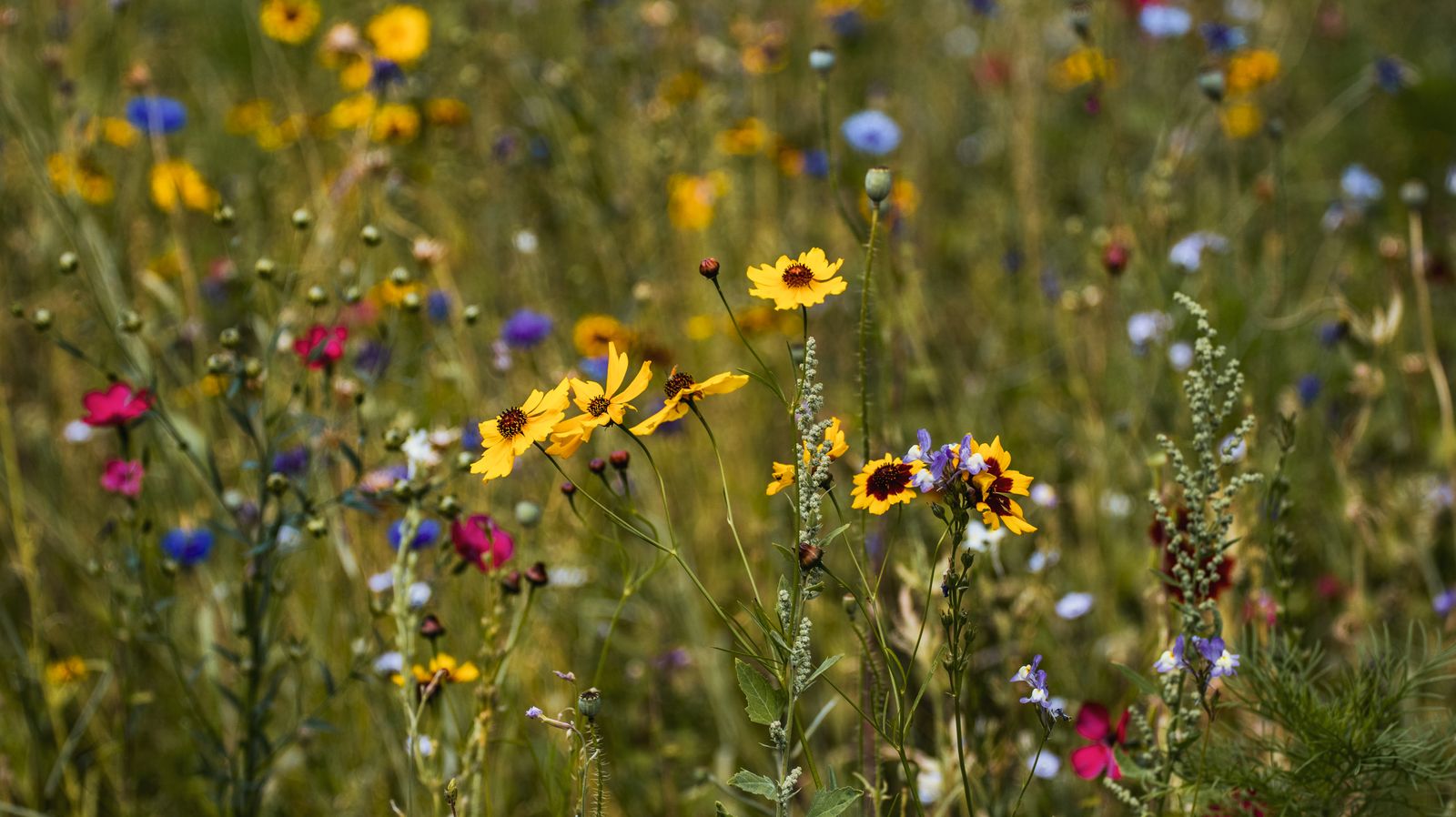 A wildflower meadow in full summer bloom. Photo by Aliaksei Semirski on Pexels