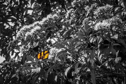 borboleta, landascape, natureza 的 免费素材图片