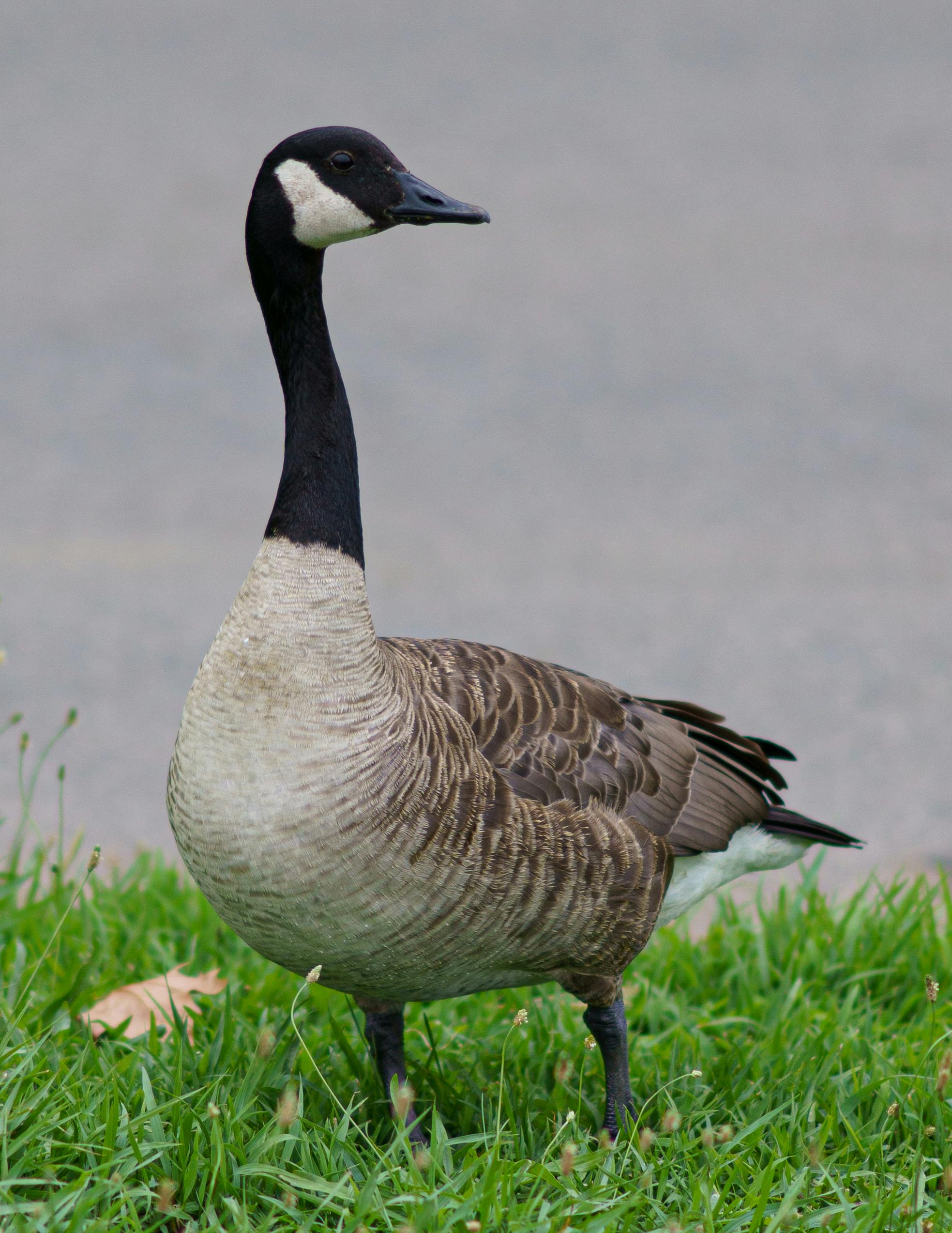 Goose in Close Up Photography · Free Stock Photo