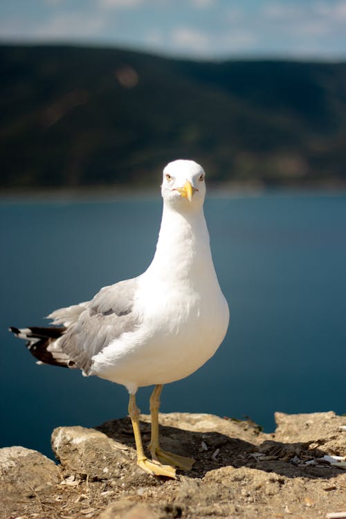 Close Up Photo of White Bird