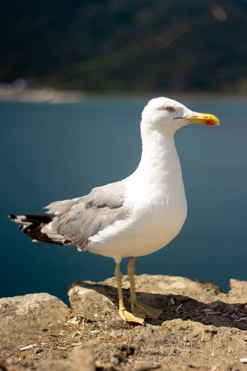 かもめ, 垂直ショット, 海鳥の無料の写真素材