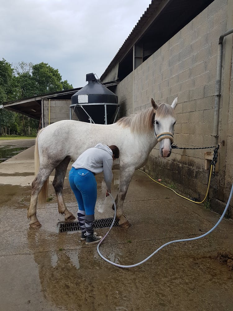 Woman Washing A Horse 