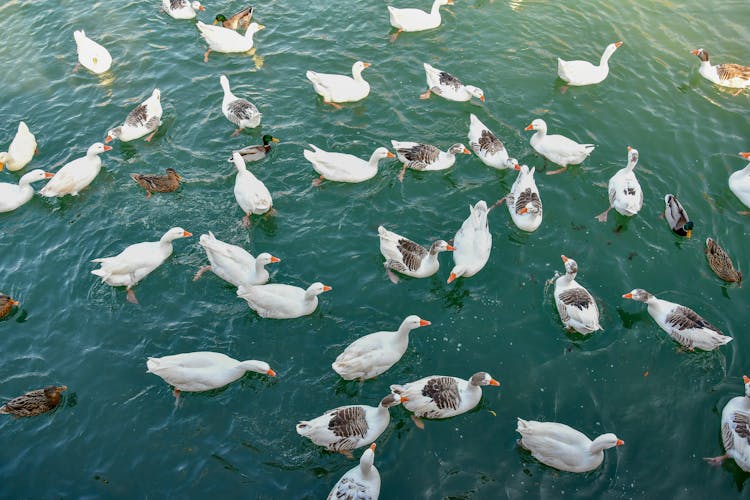 A Waddling Of Ducks In The Water