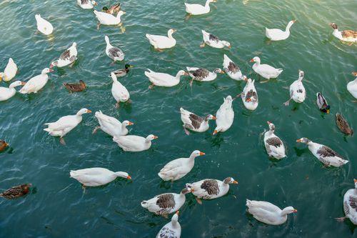 Free Aerial view of ducks and geese swimming in clear blue water on a sunny day. Stock Photo