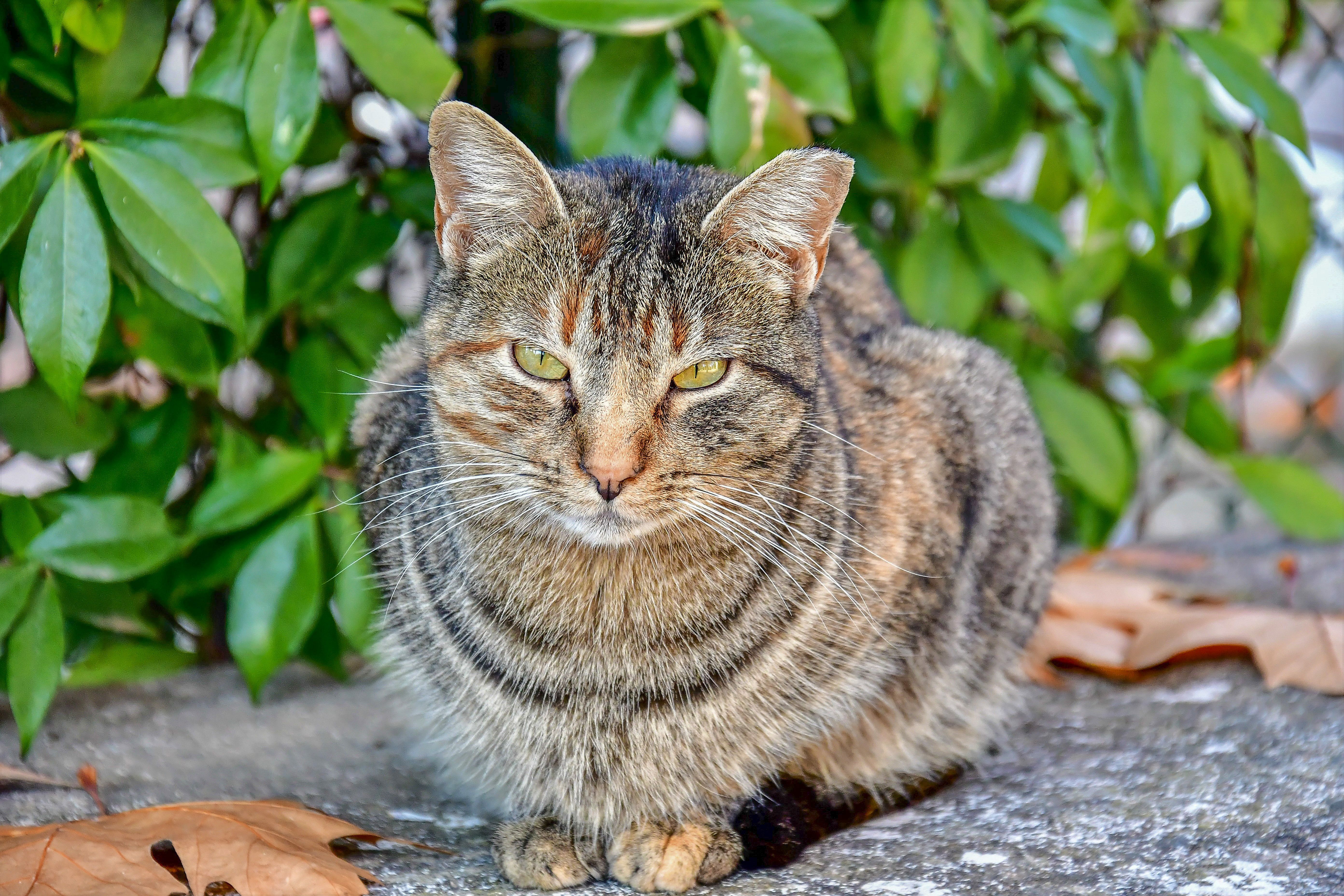 A Tabby Cat on the Concrete Pavement Floor · Free Stock Photo