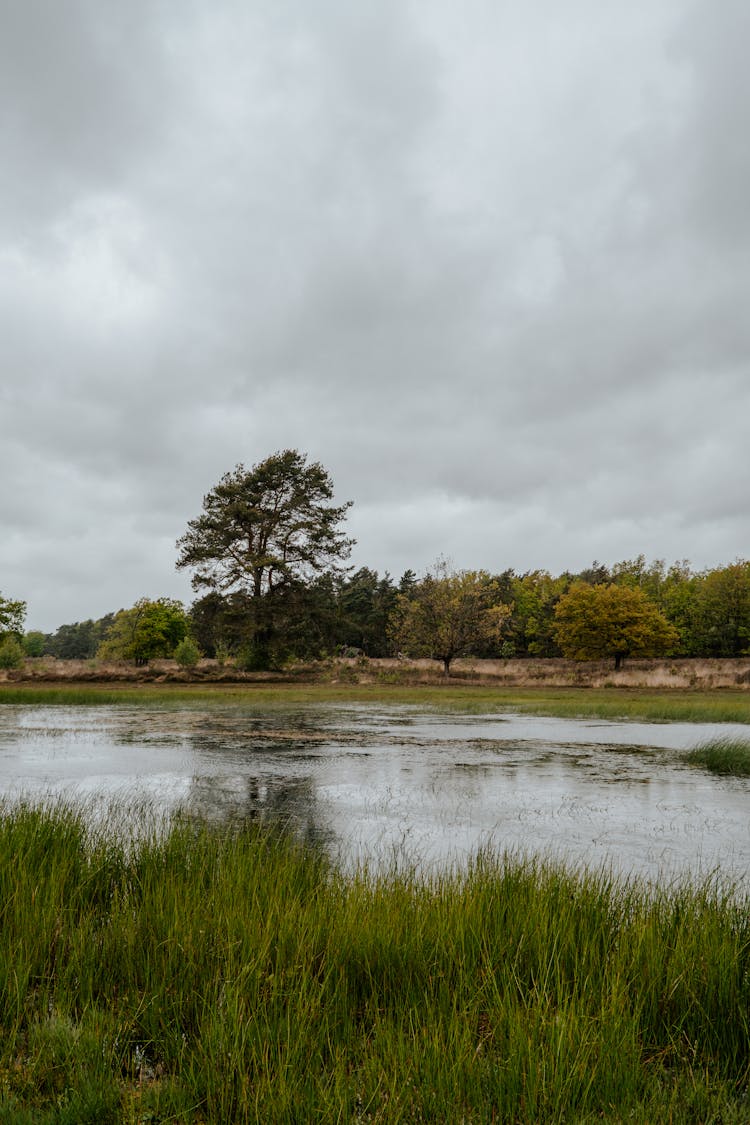 Tree And Pond Landscape