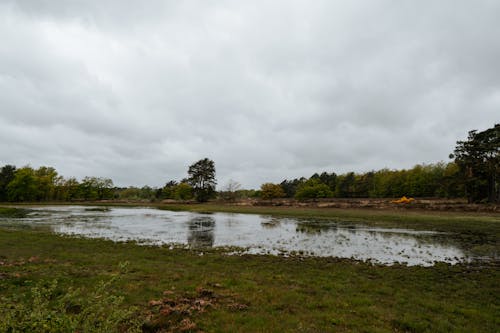 View of a Pond