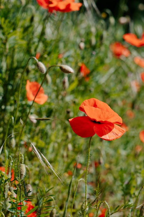 Close-Up Photo of Blooming Poppy Flower