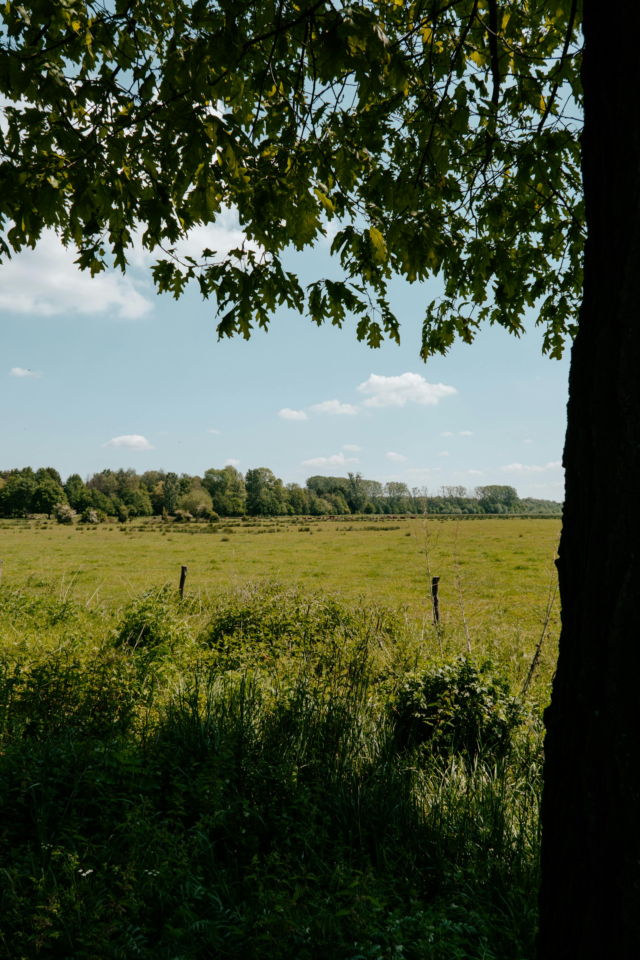Meadow and Tree, Idyllic Landscape · Free Stock Photo