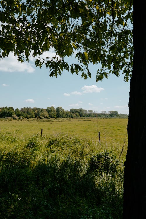 Meadow and Tree, Idyllic Landscape