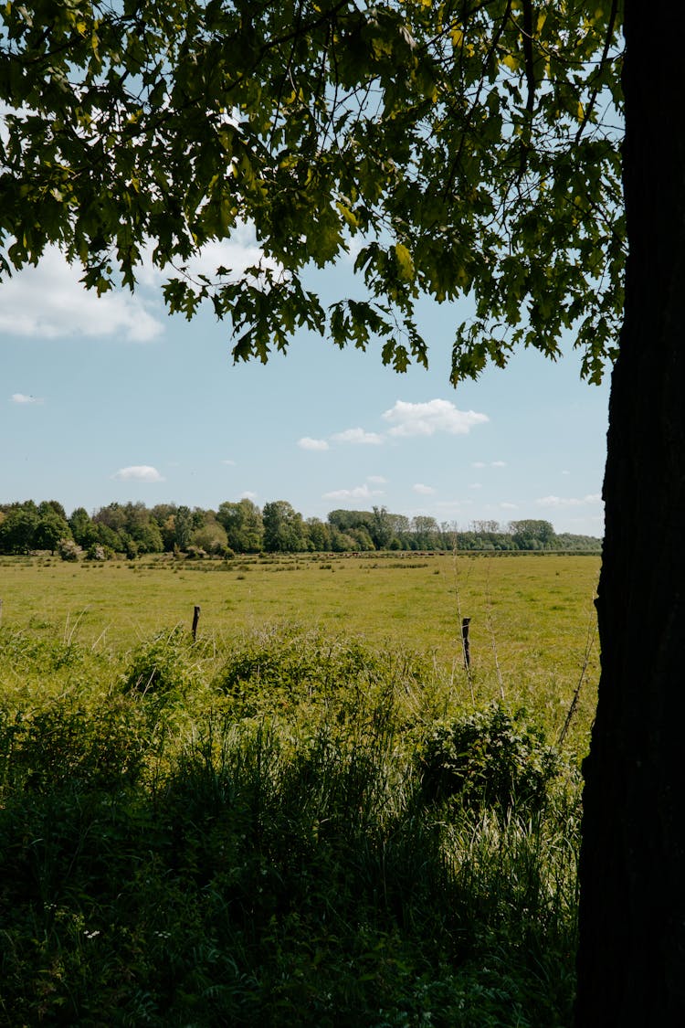 Meadow And Tree, Idyllic Landscape