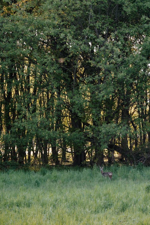 Photos gratuites de arbres verts, champ d'herbe, environnement