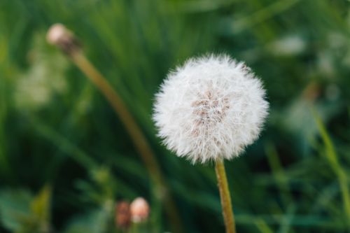 Free Detailed close-up of a dandelion seed head amidst lush green grass. Stock Photo
