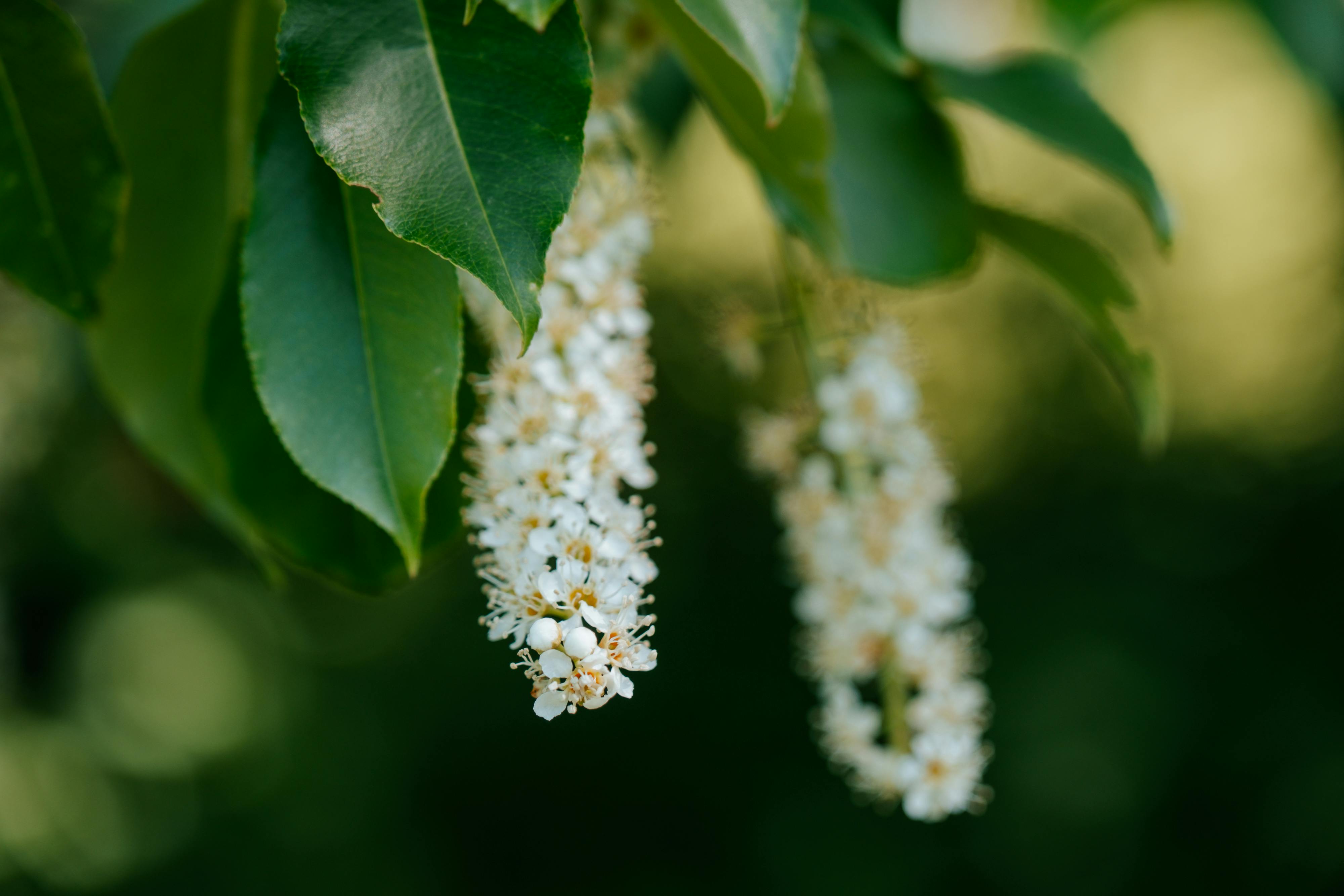 what is the meaning of bitter berry in english