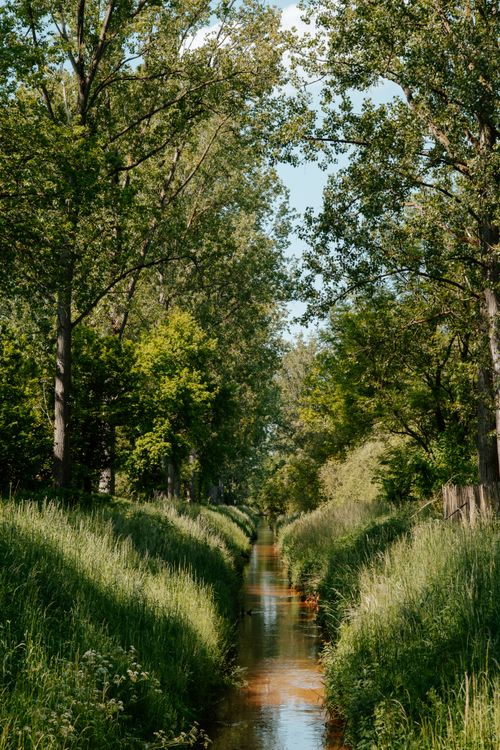 Free Peaceful creek flowing through a lush green forest under a clear blue sky. Stock Photo