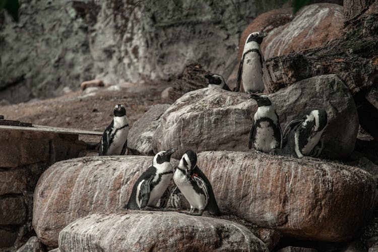 African Penguins On Stones 