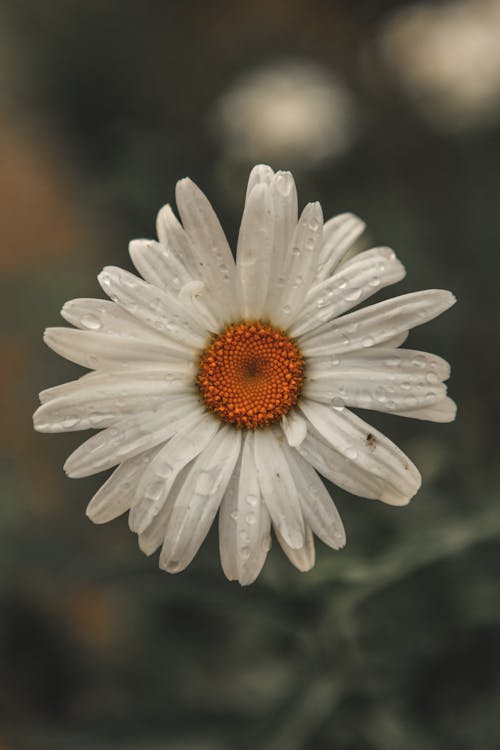 White Daisy With Water Droplets