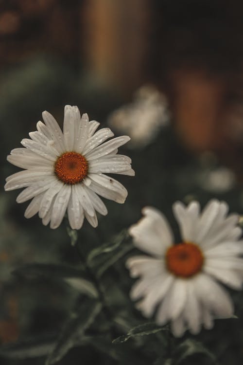 White Daisies in Bloom