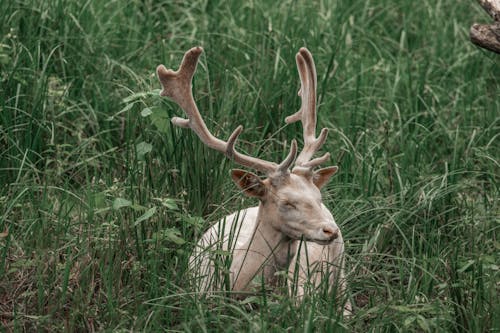 Deer Lying on Grass