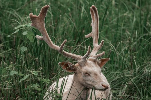 A serene close-up shot of an albino deer resting amidst lush green grass, showcasing its unique antlers.