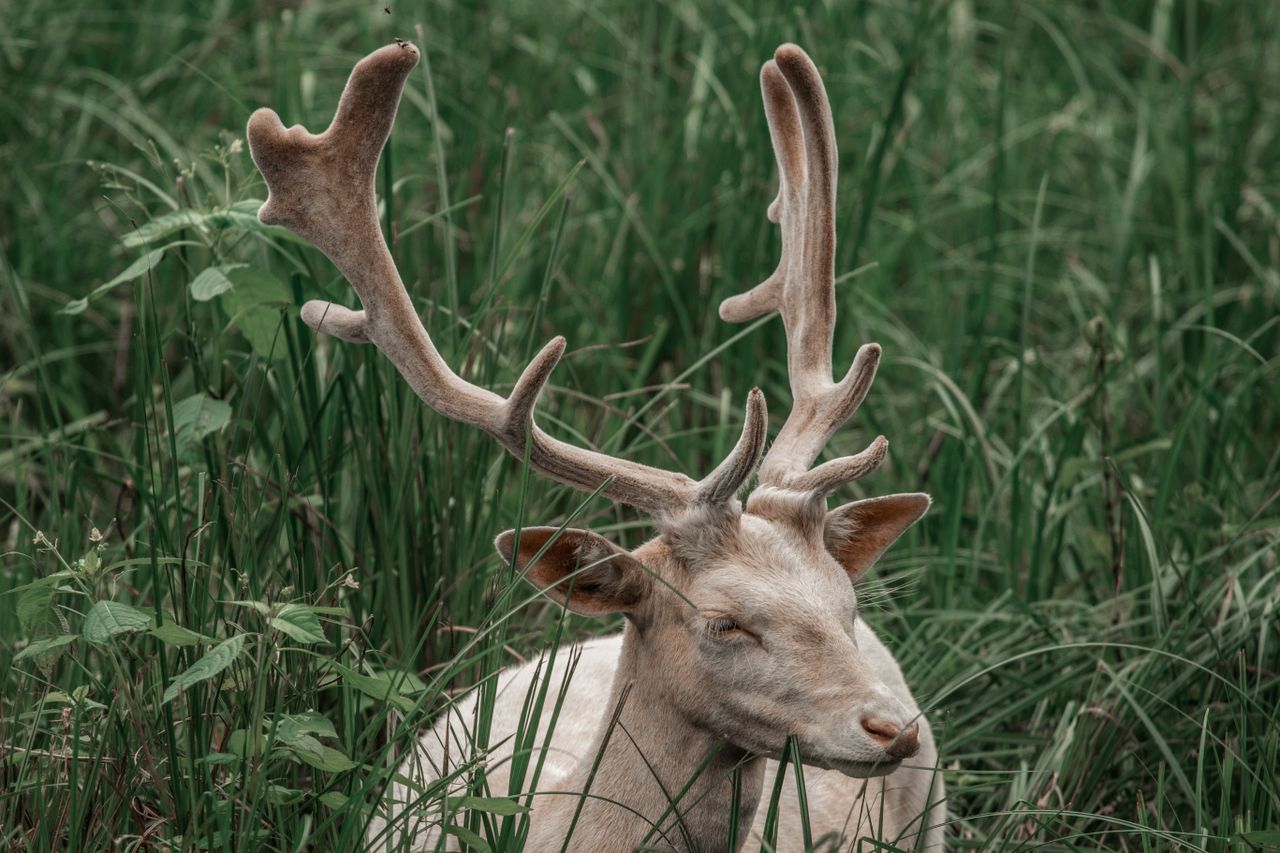 a serene close up shot of an albino deer resting amidst lush green gra