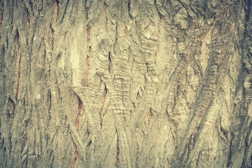 bezplatná Základová fotografie zdarma na téma abstraktní, borovice, dekorativní Základová fotografie