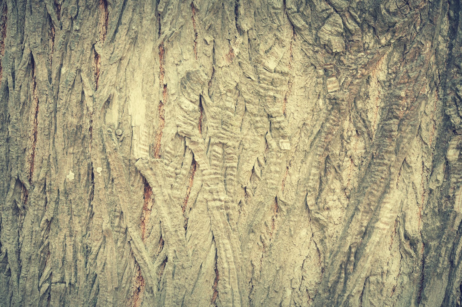 Detailed view of natural weathered tree bark showcasing intricate patterns and earthy tones.