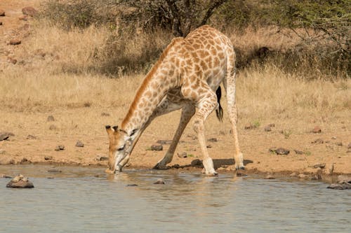 キリン, 動物, 動物の写真の無料の写真素材