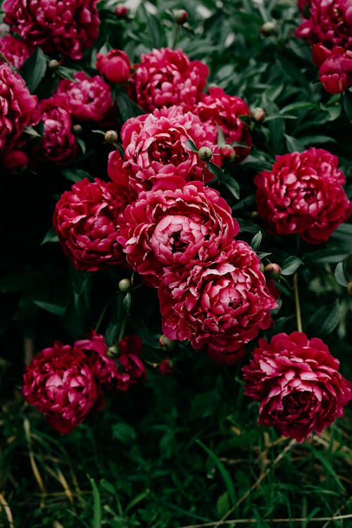 Foto d'estoc gratuïta de flora, florir, flors vermelles