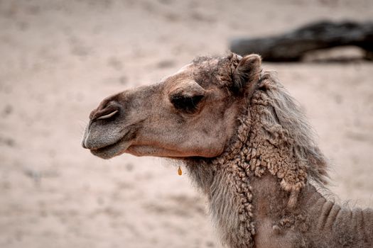 Brown Camel in Close Up Shot