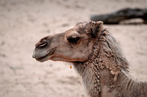 Free Side view of a camel with detailed facial features in a desert setting. Stock Photo
