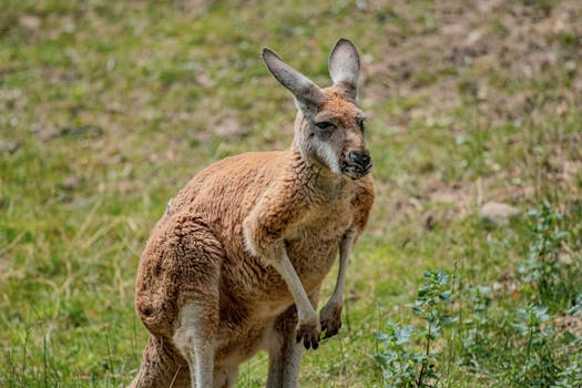 A kangaroo standing amidst green grass, showcasing its natural wildlife setting.
