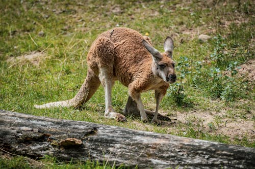 Kostenloses Stock Foto zu beuteltier, gras, känguru