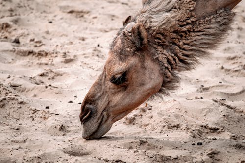 Kostenlos Kostenloses Stock Foto zu braunen sand, kamel, nahansicht Stock-Foto