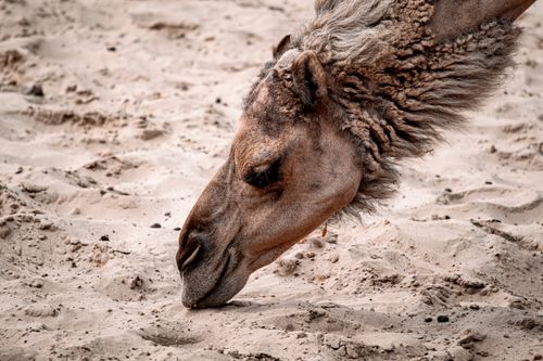 Free Detailed view of a camel's profile resting on brown sand in a desert setting. Stock Photo