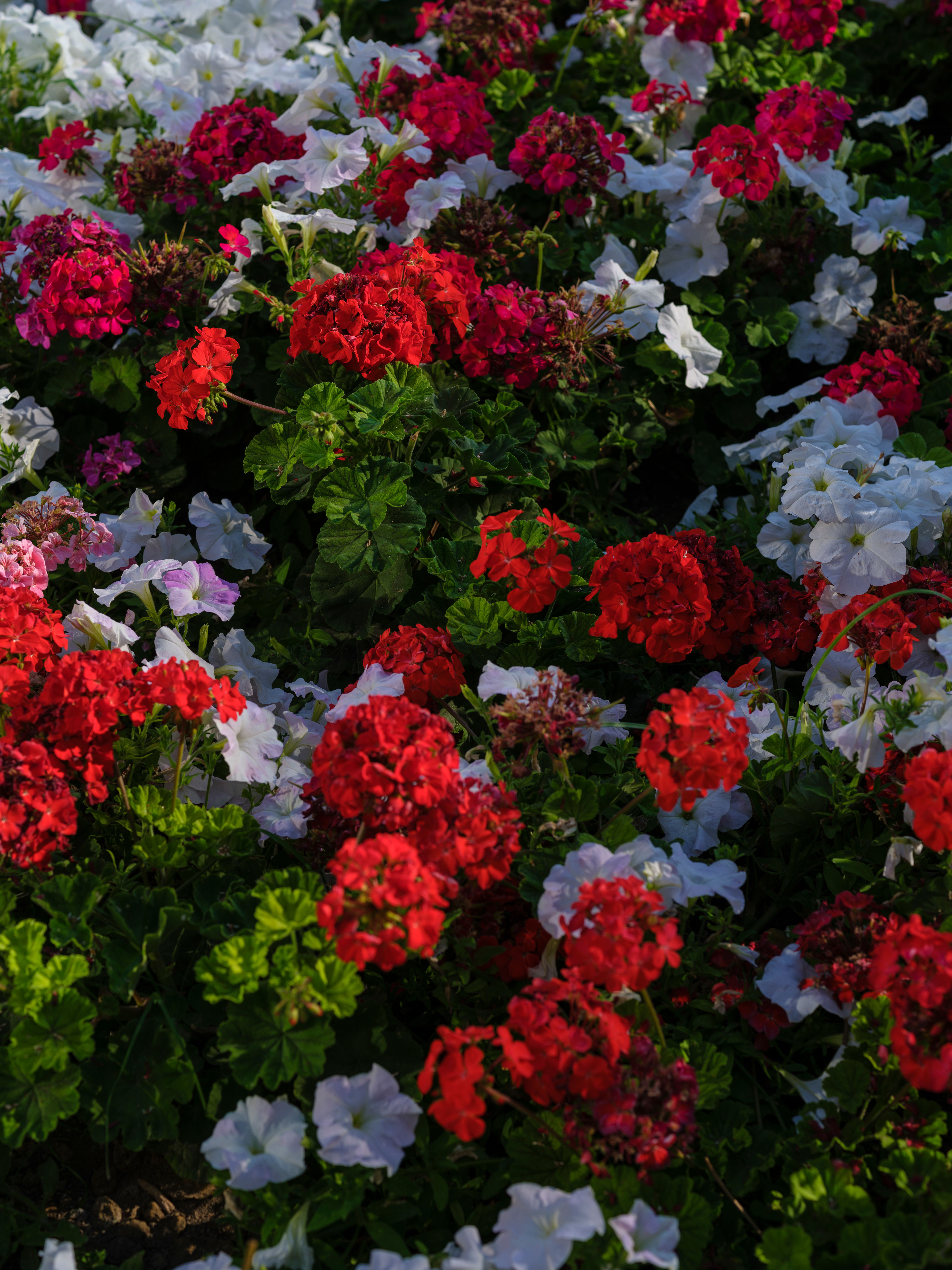 trench planting leggy annuals