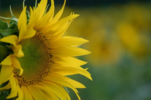 бесплатная Бесплатное стоковое фото с желтый цветок, крупный план, подсолнечник Стоковое фото