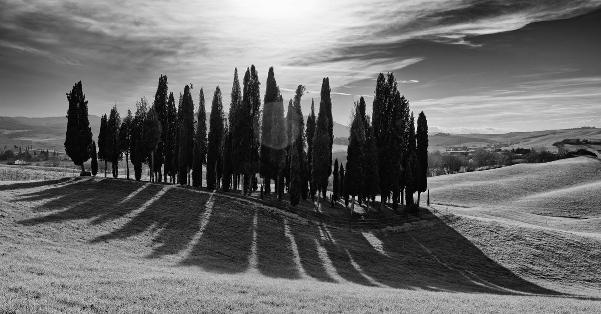 Scenic black and white image of cypress trees in Tuscany under a bright sun.