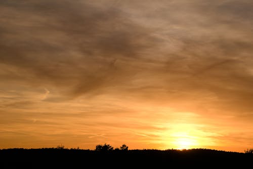 Silhouette of Trees during Sunset