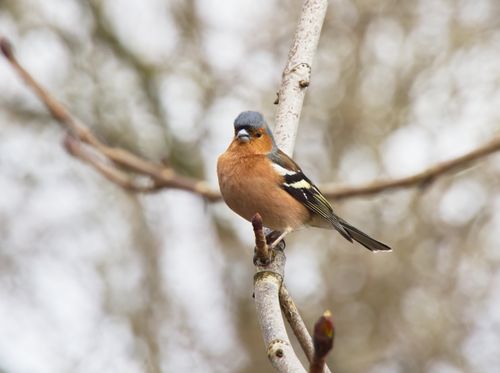 Free A vivid chaffinch perched gracefully on a branch with a soft blurred background. Stock Photo