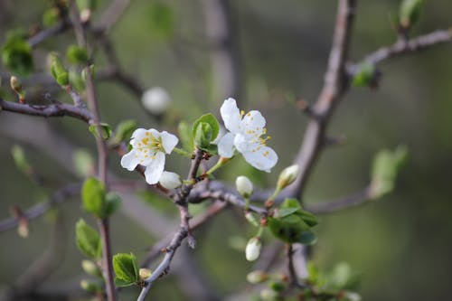 Macro apple flowers