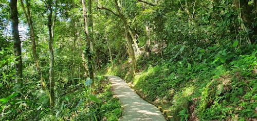 Immagine gratuita di acque, alberi, ambiente