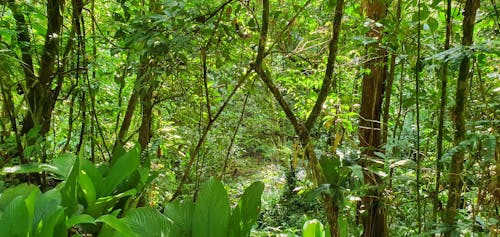 Immagine gratuita di acque, alberi, ambiente