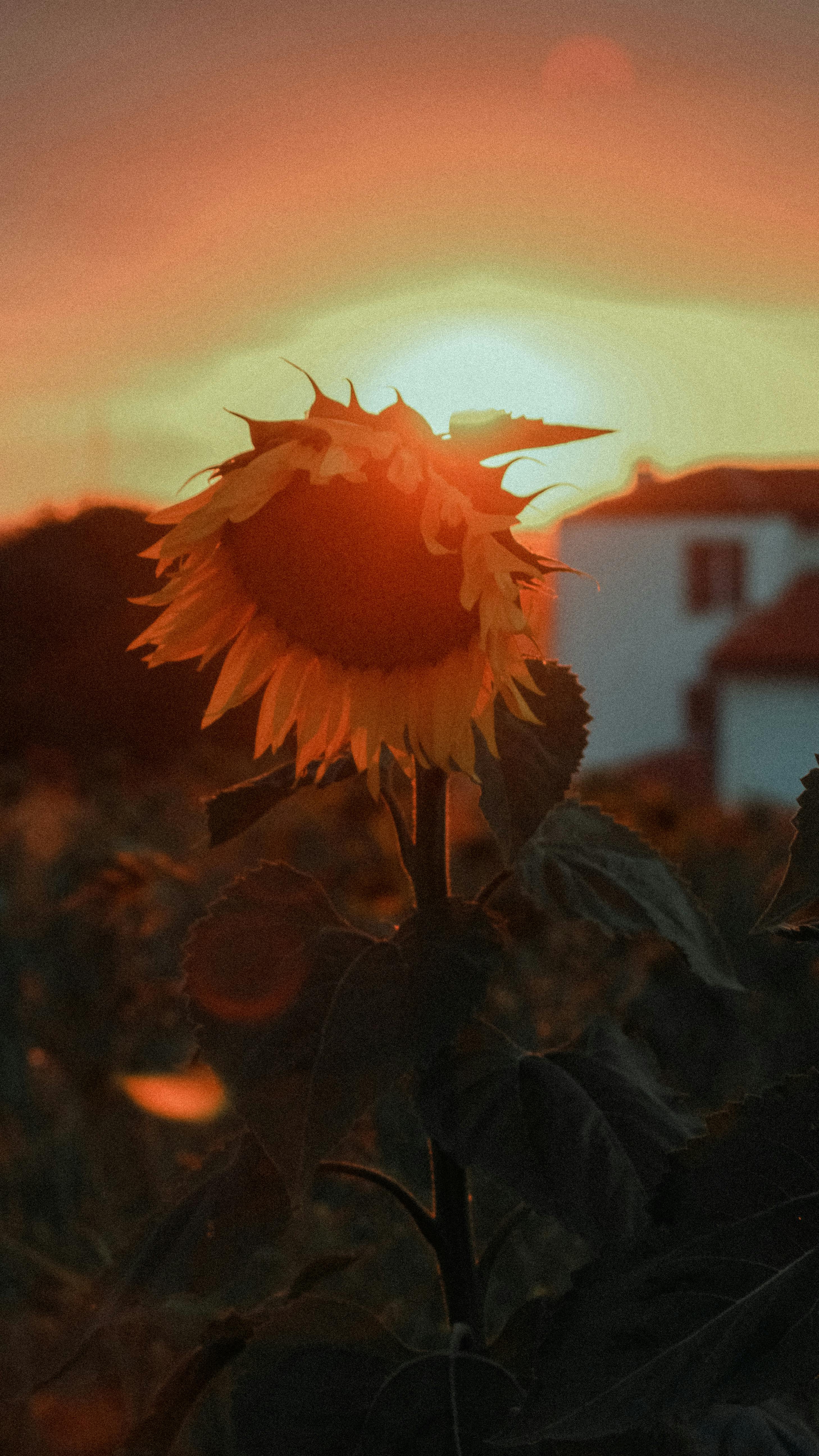 Aesthetic Sunflower Wallpapers for Android Devices